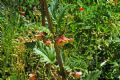 Scrophularia trifoliata